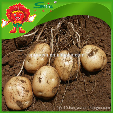 Cheap Potato factory supply fresh russet potato